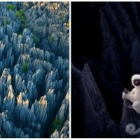 Stone Forest Madagas...