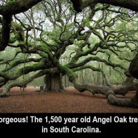 Angel Oak