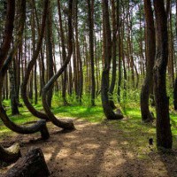 Crooked forest, Nowe...