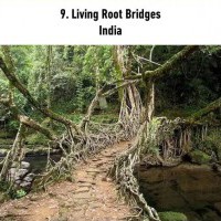 Special looking brid...